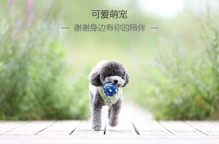 可爱萌宠